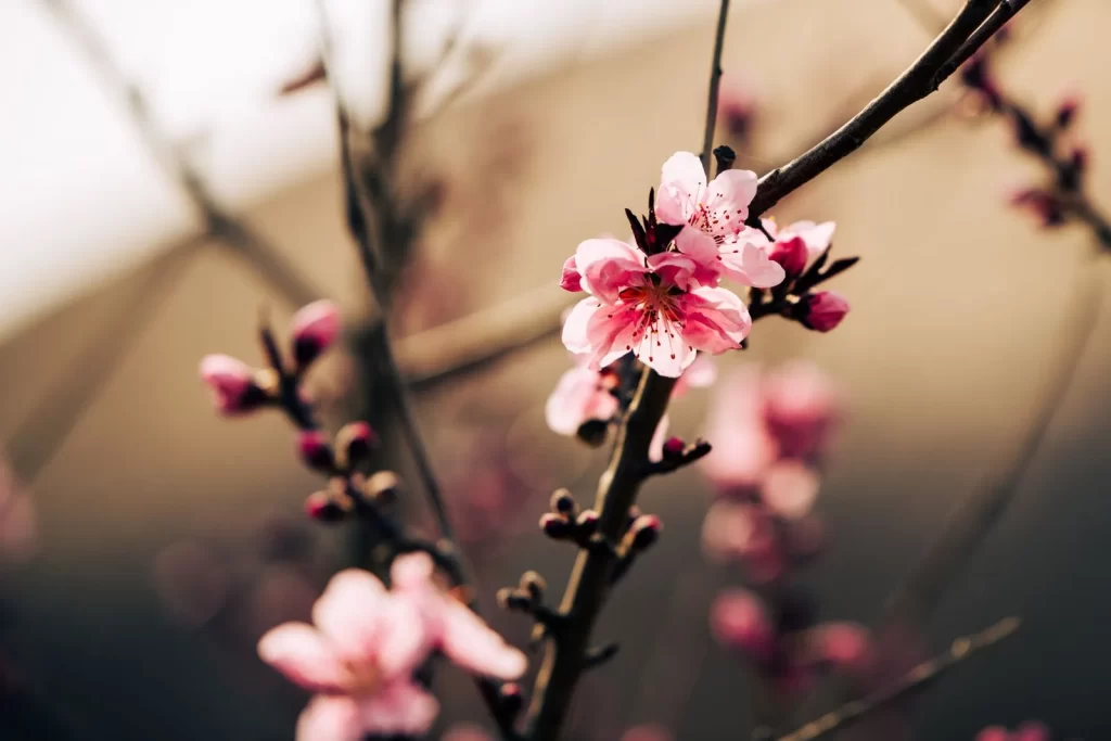 春季换季黄沙花粉皮肤护理