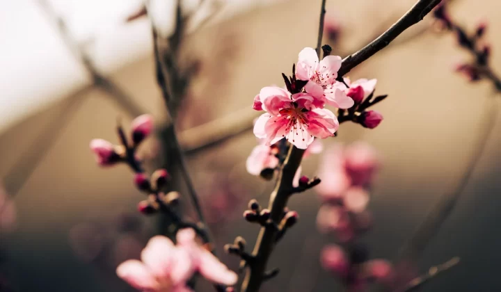 春季换季黄沙花粉皮肤护理