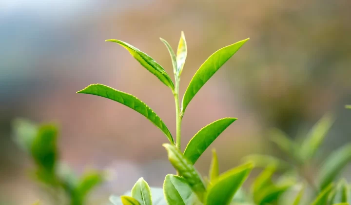 新鲜绿叶特写,自然背景虚化