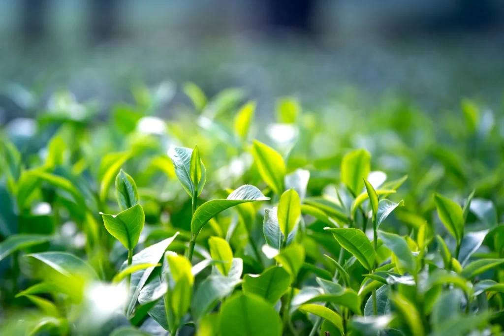 户外茂密茶园中的绿茶叶特写