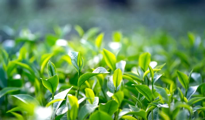 户外茂密茶园中的绿茶叶特写