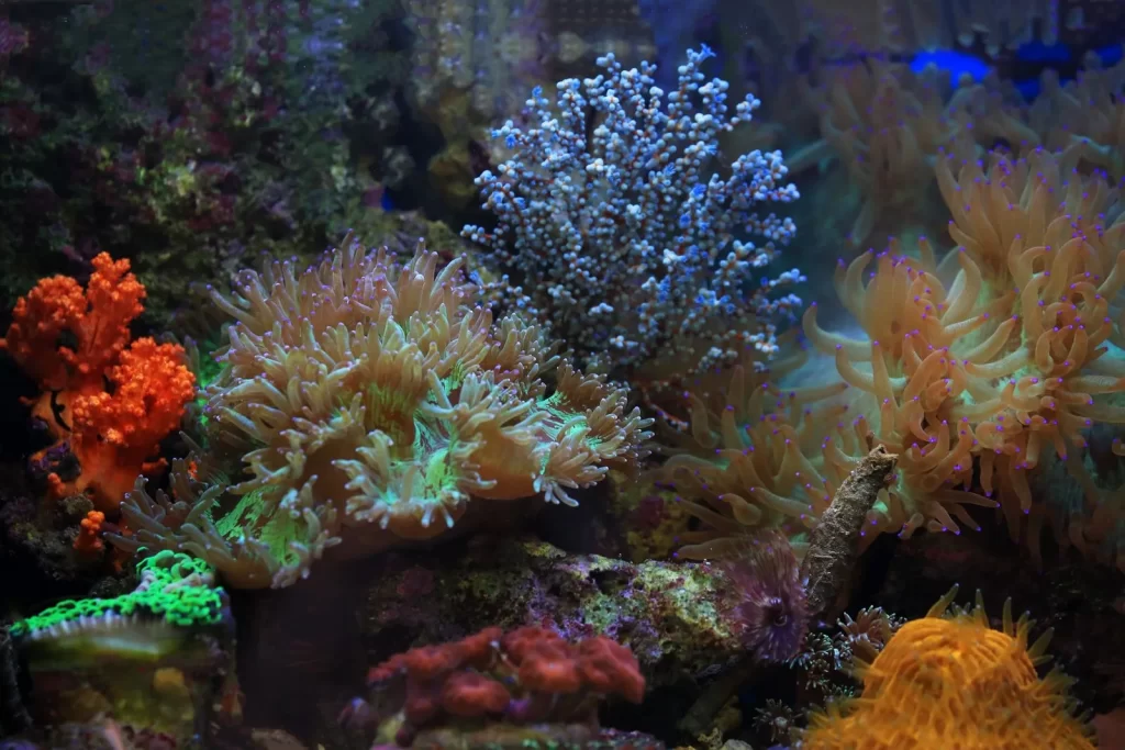 色彩丰富的珊瑚礁生态系统