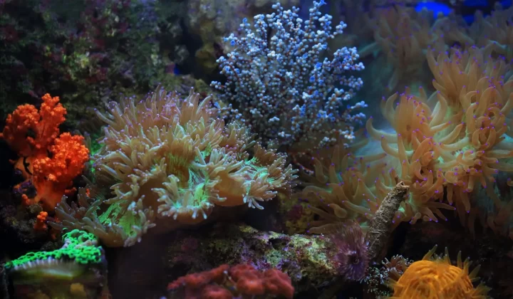 色彩丰富的珊瑚礁生态系统