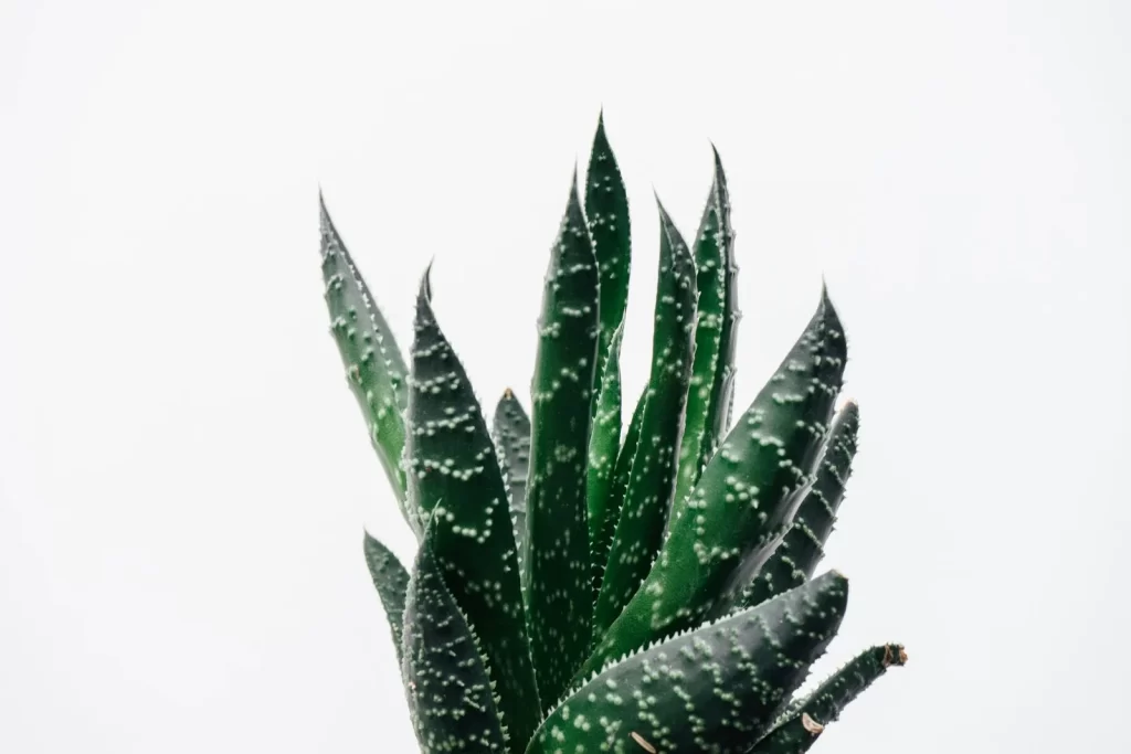 芦荟植物特写,白色背景