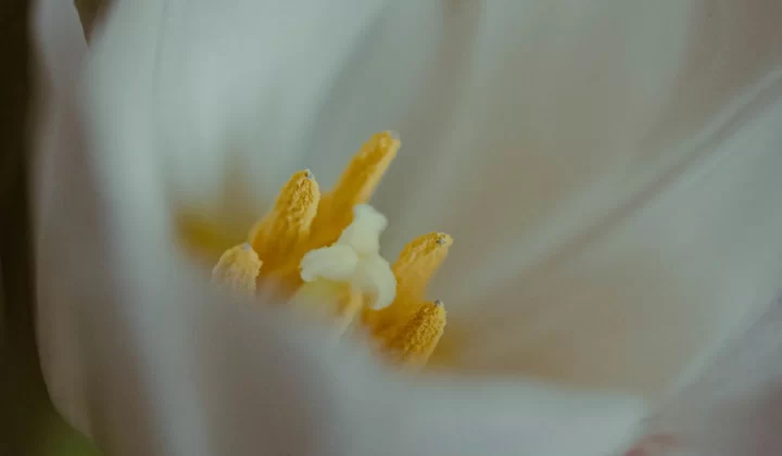白色花朵花蕊和花粉微距特写