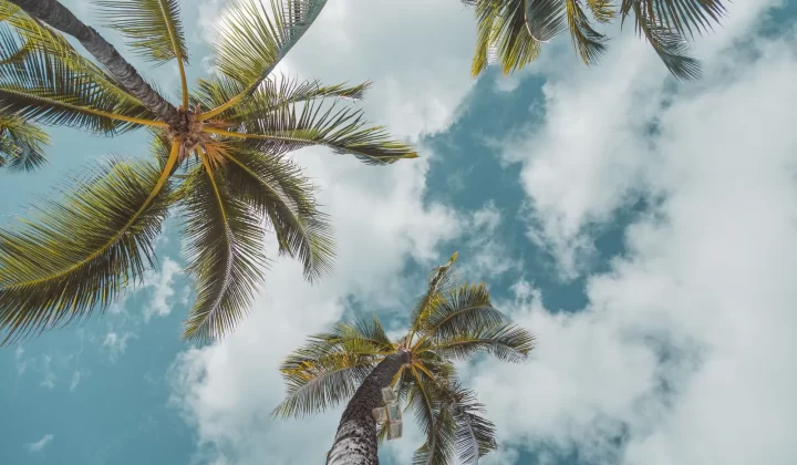 棕榈树在晴朗蓝天下的宁静景象