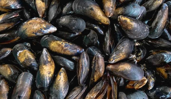 新鲜带壳贻贝俯拍特写,展现海产质感