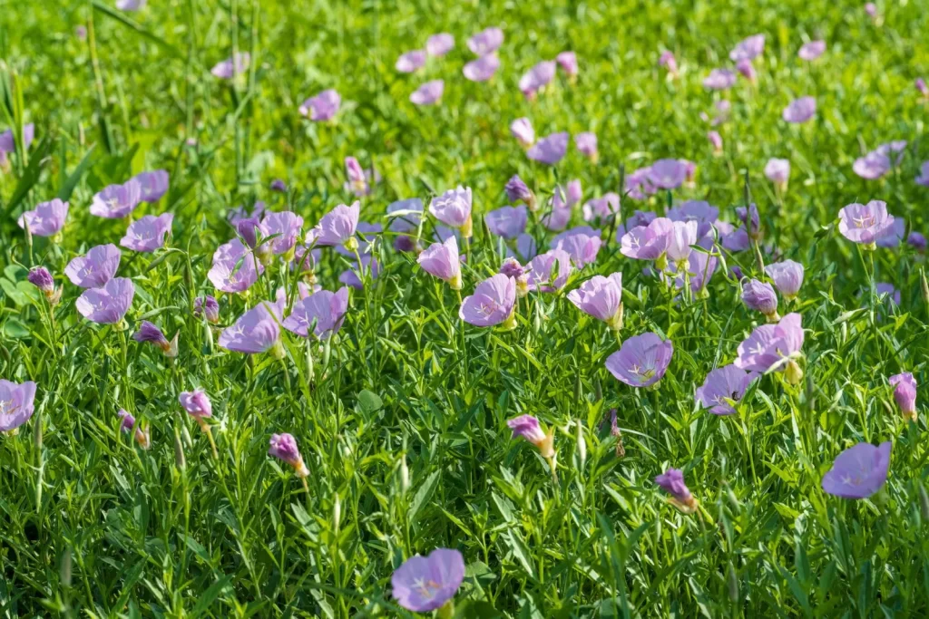 粉色月见草花在茂盛绿地中盛开