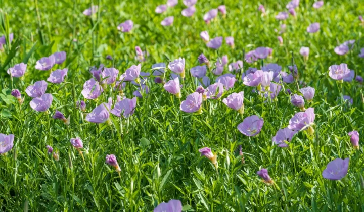 粉色月见草花在茂盛绿地中盛开