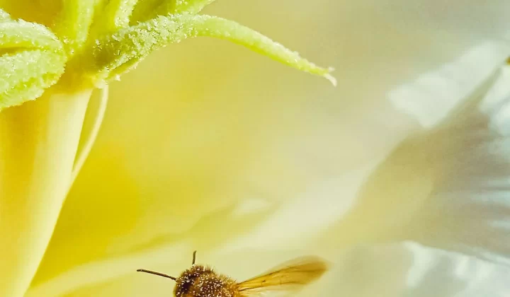蜜蜂在明黄色花朵上采蜜特写