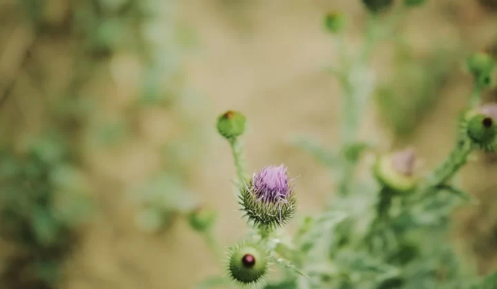 鲜艳水飞蓟花朵户外盛开特写