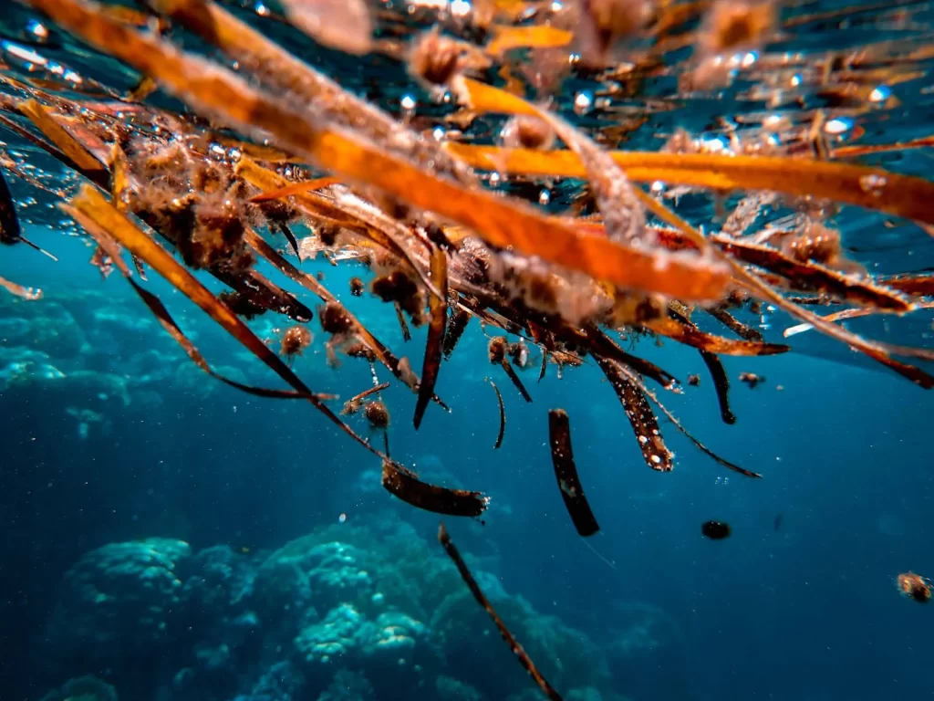 彩色水下海藻和海洋生物景观,热带海洋特写