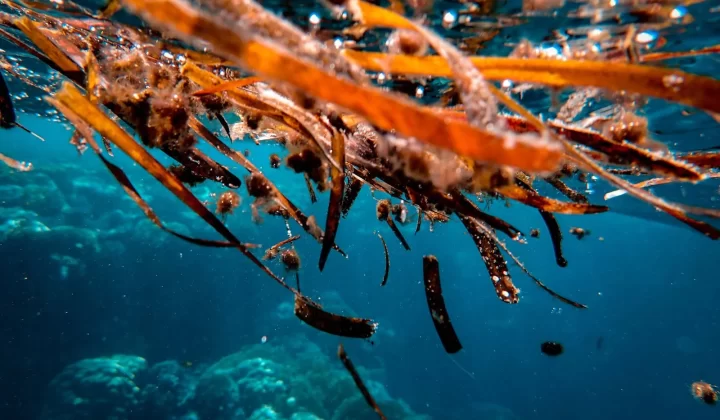 彩色水下海藻和海洋生物景观,热带海洋特写