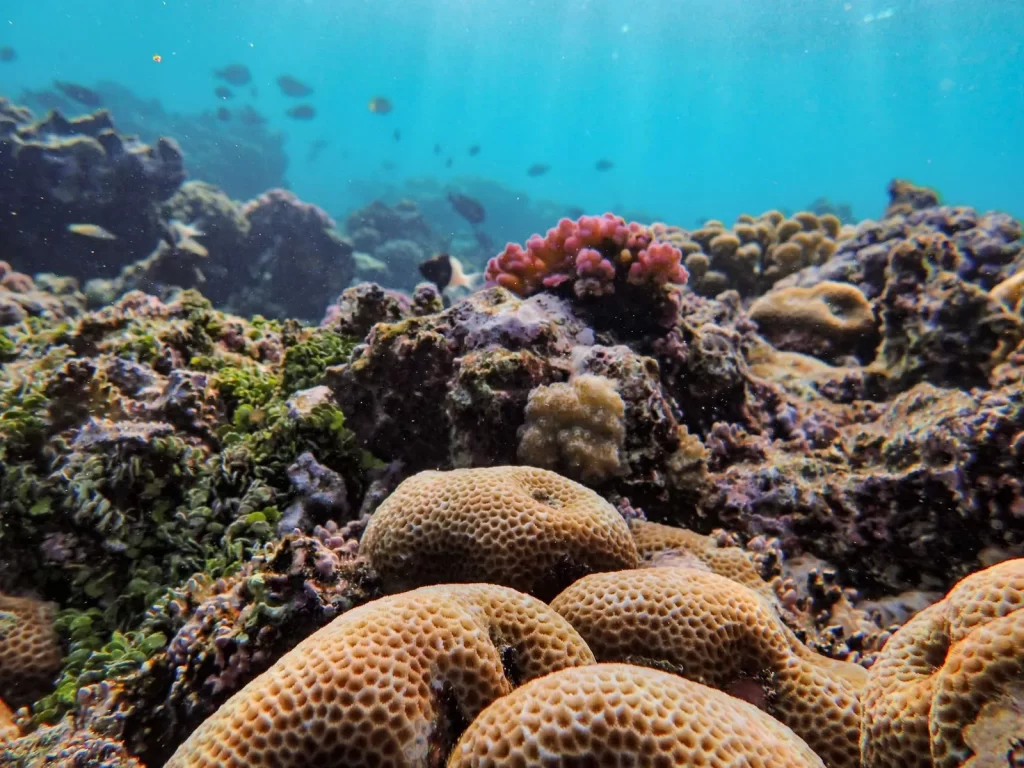 色彩缤纷的珊瑚礁搭配丰富海洋生物,水下生态系统