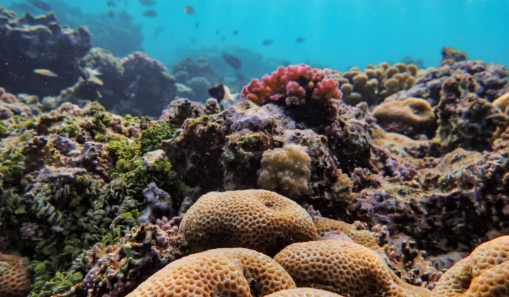 色彩缤纷的珊瑚礁搭配丰富海洋生物,水下生态系统