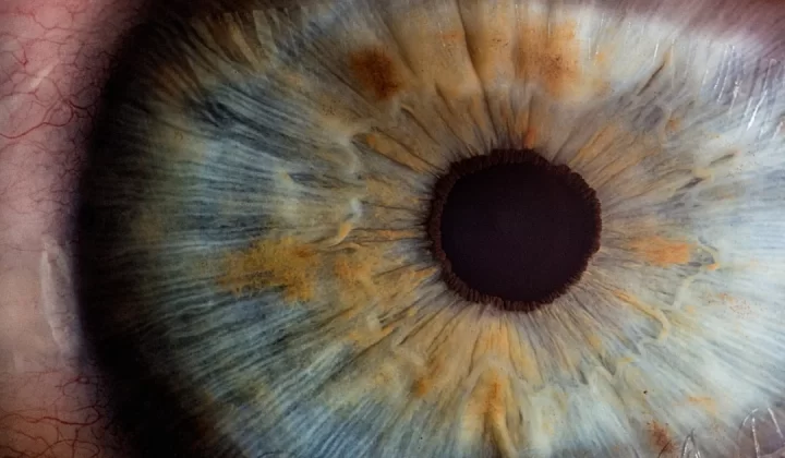macro photography of human eye