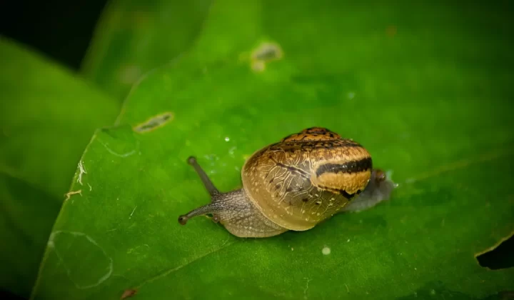 a snail is sitting on a green leaf