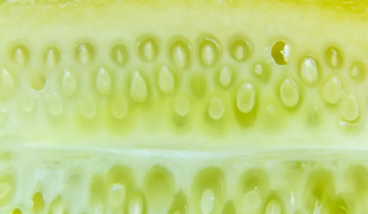 a close up of a kiwi fruit slice