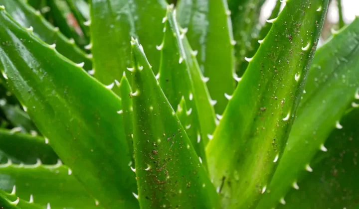 a close up of a green plant with drops of water on it