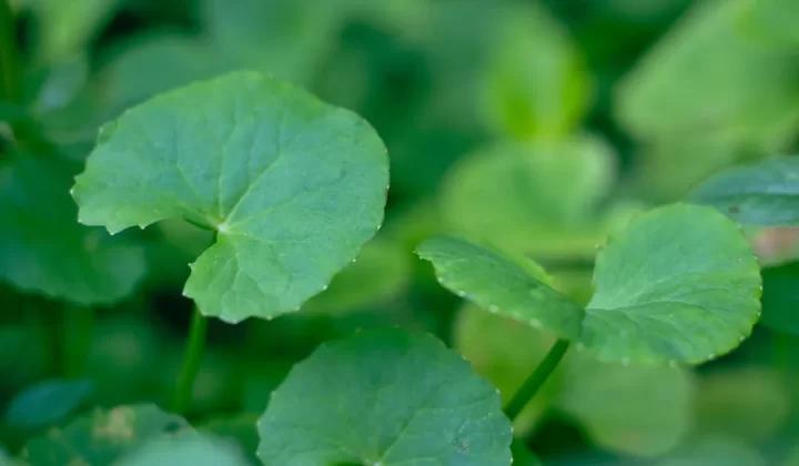Green plants with round, scalloped-edge leaves.