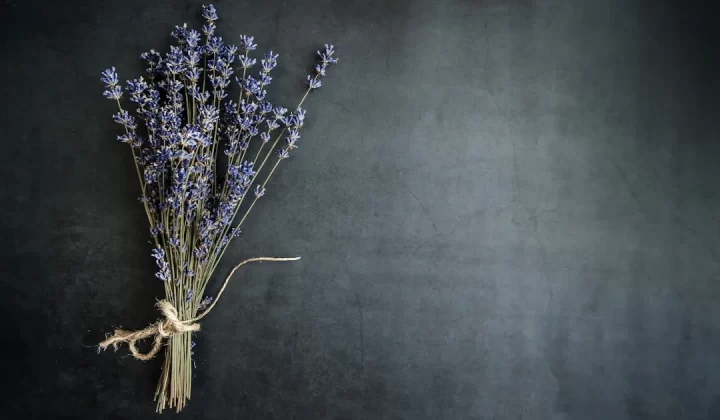 purple lavender flower