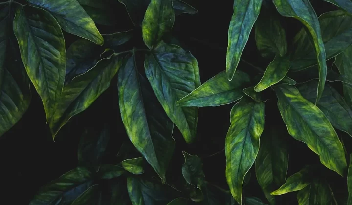 green leaves with water droplets