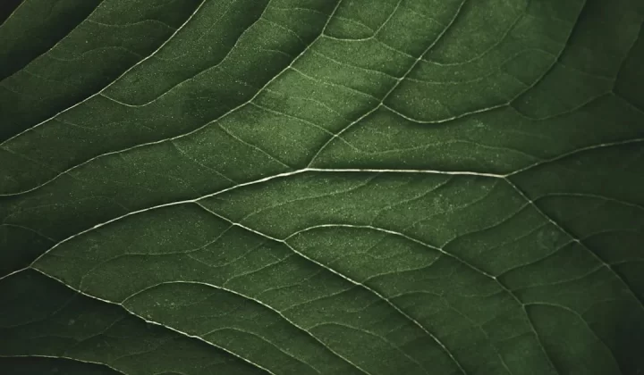 close-up photography of green leaf