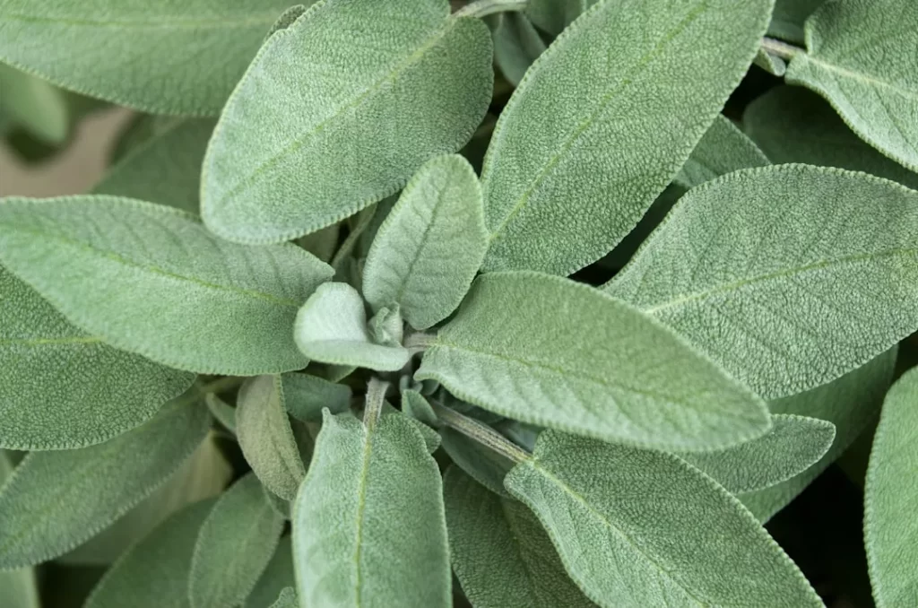 A close up of a green plant with leaves