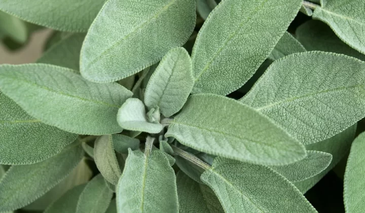 A close up of a green plant with leaves