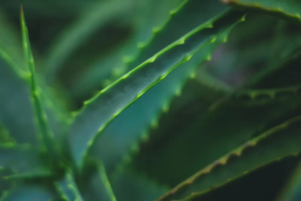 Close-up of sharp green aloe vera plant leaves