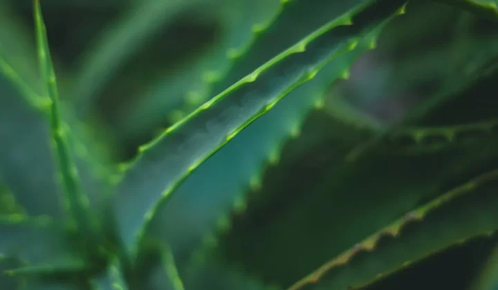 Close-up of sharp green aloe vera plant leaves