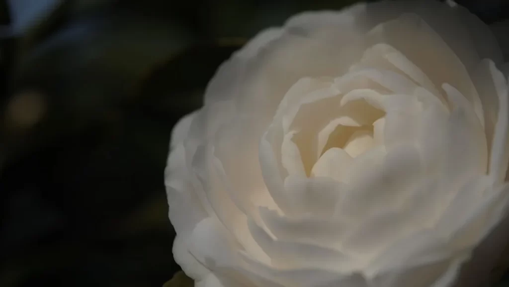 a close up of a large white flower