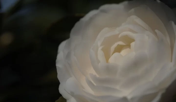 a close up of a large white flower
