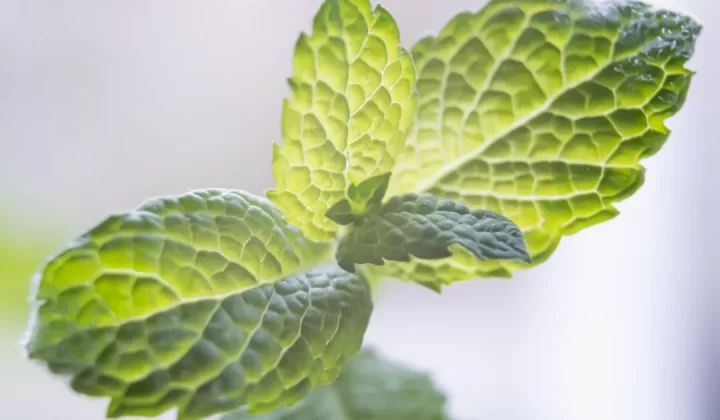 green leaf plant in close up photography