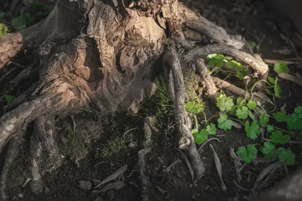 a close up of the roots of a tree