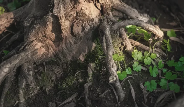 a close up of the roots of a tree