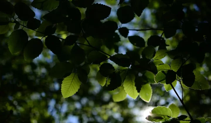 the sun shines through the leaves of a tree