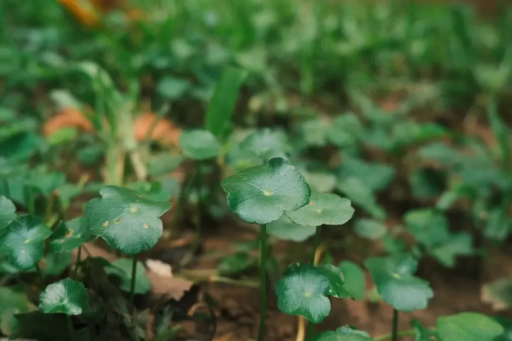 Green leaves are growing in the garden.