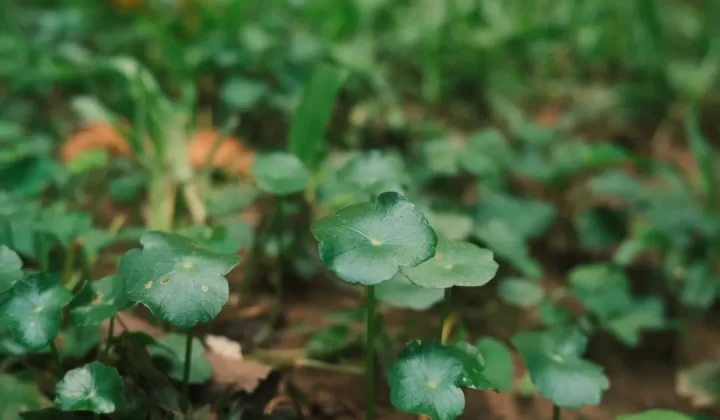 Green leaves are growing in the garden.