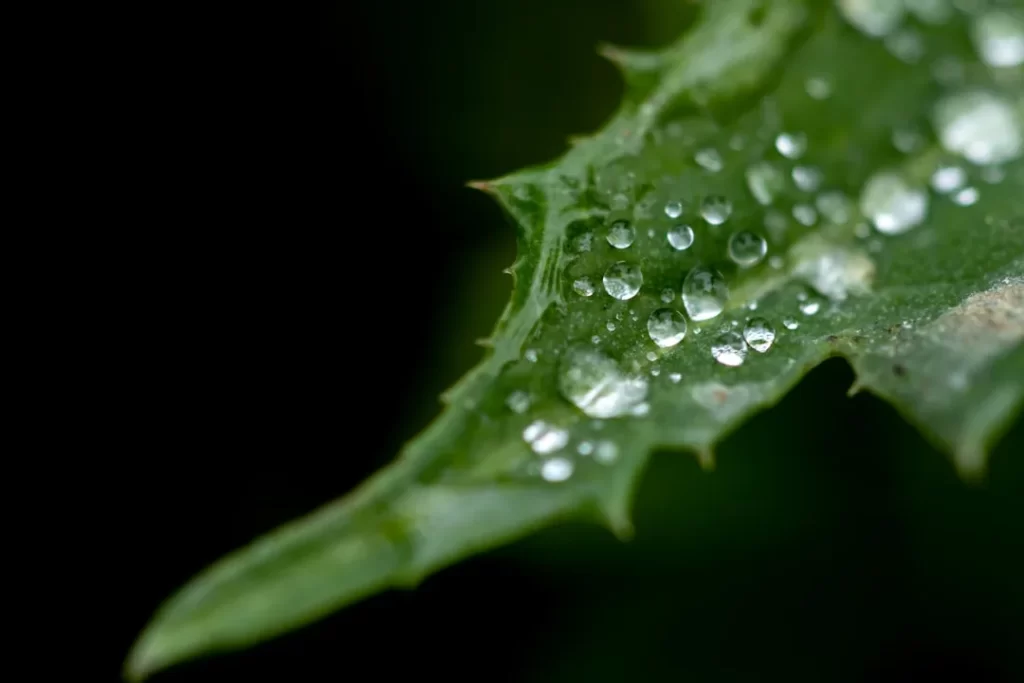 a close up of a leaf