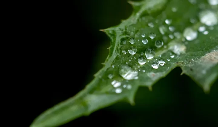 a close up of a leaf