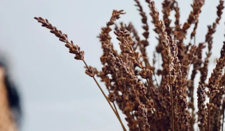 a close up of a plant